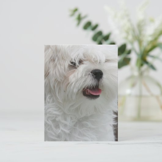 Carte postale Chippon Maltais Blanc (Debout devant)