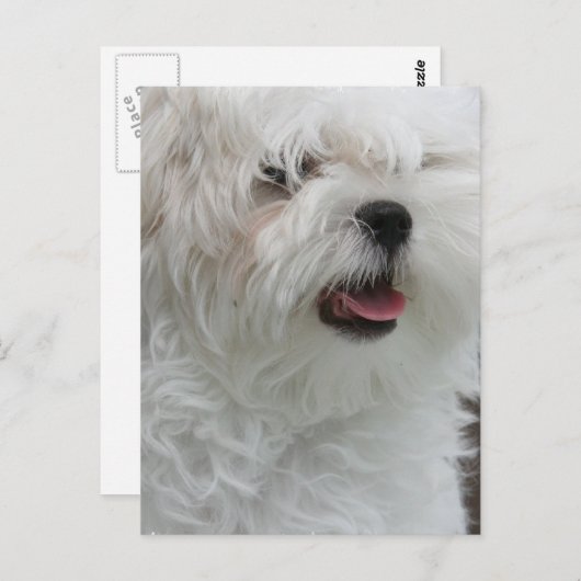 Carte postale Chippon Maltais Blanc (Devant / Derrière)