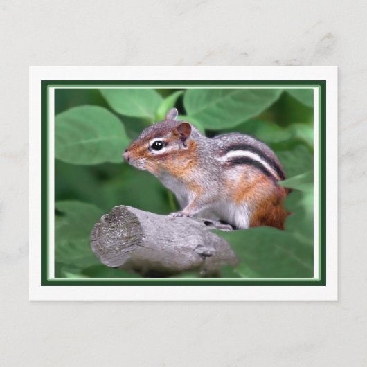 Carte Postale Chippy (Devant)