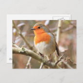 Carte Postale Chirpy Robin (Devant / Derrière)