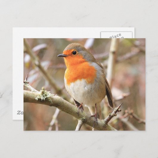 Carte Postale Chirpy Robin (Devant / Derrière)