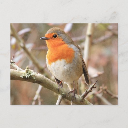 Carte Postale Chirpy Robin (Devant)