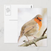 Carte Postale Chirpy Robin (Devant / Derrière)