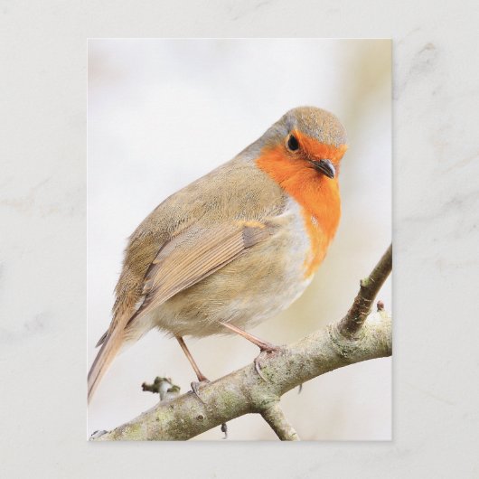 Carte Postale Chirpy Robin (Devant)