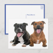 Carte Postale Chiut Puppy Pit Bull Hello Pitbull (Devant / Derrière)