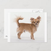 Carte Postale Chiwawa (Devant / Derrière)