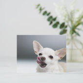 Carte Postale Chiwawa blanc léchant des lèvres (Debout devant)