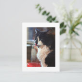 Carte Postale Chloe Licks (Debout devant)