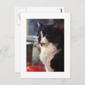 Carte Postale Chloe Licks (Devant / Derrière)