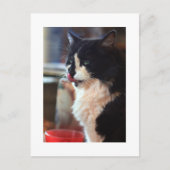 Carte Postale Chloe Licks (Devant)