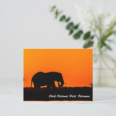 Carte postale Chobe National Park (Debout devant)