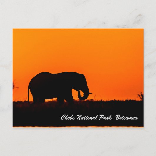 Carte postale Chobe National Park (Devant)