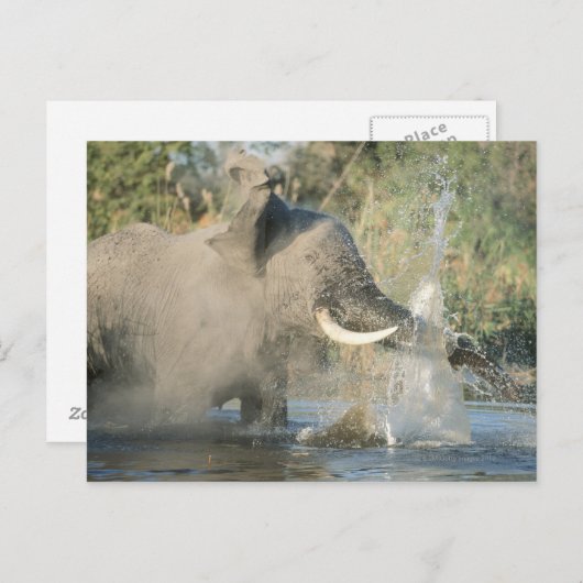 Carte Postale Chobe River, Botswana, Afrique (Devant / Derrière)