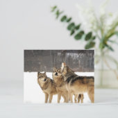 Carte Postale Choc et Awe (Debout devant)