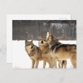 Carte Postale Choc et Awe (Devant / Derrière)