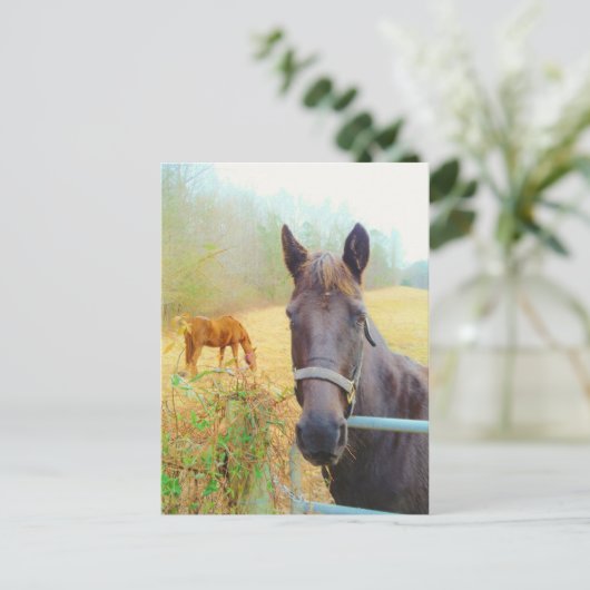 Carte Postale Chocolat cheval Brown (Debout devant)