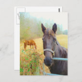 Carte Postale Chocolat cheval Brown (Devant / Derrière)