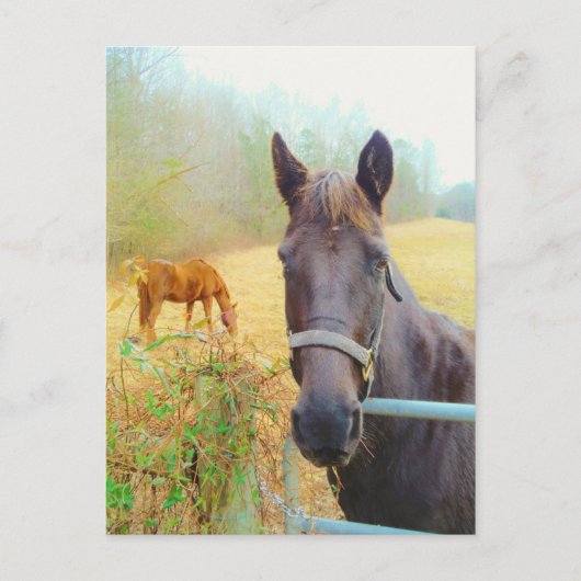 Carte Postale Chocolat cheval Brown (Devant)