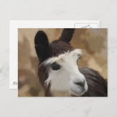Carte Postale Chocolat et Alpaca blanc (Devant / Derrière)