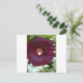 Carte Postale Chocolat Hollyhock (Debout devant)