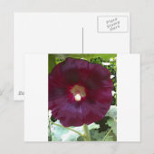 Carte Postale Chocolat Hollyhock (Devant / Derrière)