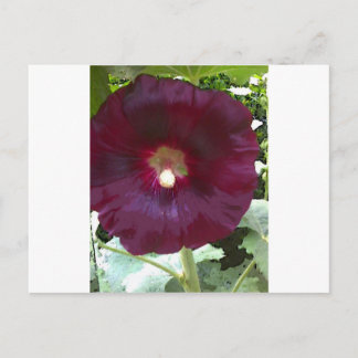 Carte Postale Chocolat Hollyhock