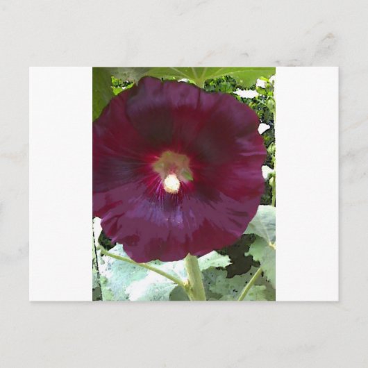 Carte Postale Chocolat Hollyhock (Devant)