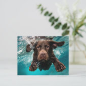Carte Postale Chocolat Joueur Labrador nage sous l'eau (Debout devant)