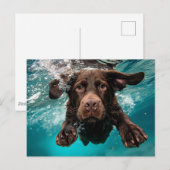Carte Postale Chocolat Joueur Labrador nage sous l'eau (Devant / Derrière)