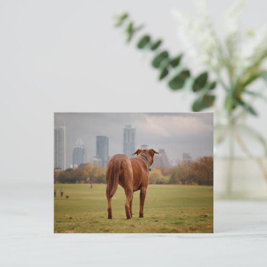 Carte Postale Chocolat Lab Pit Mix Chien - Austin TX (Debout devant)