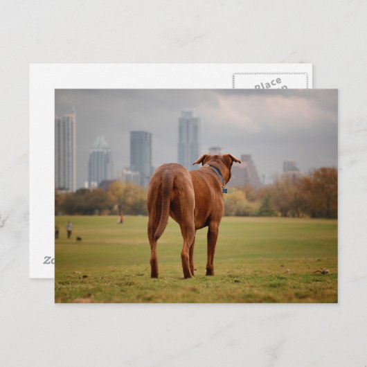 Carte Postale Chocolat Lab Pit Mix Chien - Austin TX (Devant / Derrière)