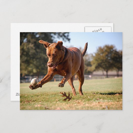 Carte Postale Chocolat Lab Pit Mix Chien Chasse Ball (Devant / Derrière)