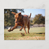 Carte Postale Chocolat Lab Pit Mix Chien Chasse Ball (Devant)