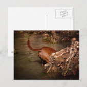 Carte Postale Chocolat Lab Pit Mix Chien creuser (Devant / Derrière)