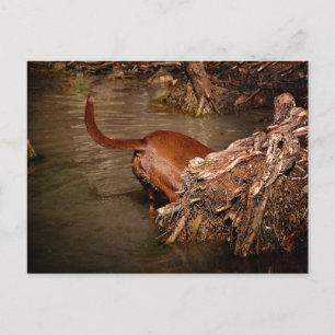 Carte Postale Chocolat Lab Pit Mix Chien creuser