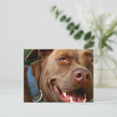 Carte Postale Chocolat Lab Pit Mix Chien joyeux sourire (Debout devant)