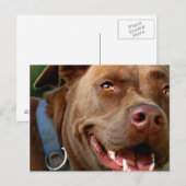 Carte Postale Chocolat Lab Pit Mix Chien joyeux sourire (Devant / Derrière)