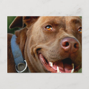 Carte Postale Chocolat Lab Pit Mix Chien joyeux sourire