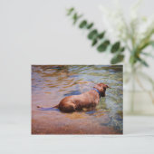 Carte Postale Chocolat Lab Pit Mix Chien Natation 10 (Debout devant)