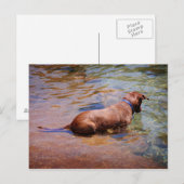 Carte Postale Chocolat Lab Pit Mix Chien Natation 10 (Devant / Derrière)
