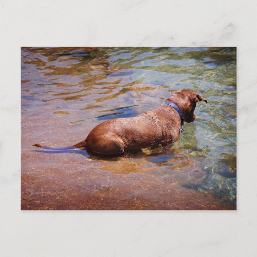 Carte Postale Chocolat Lab Pit Mix Chien Natation 10 (Devant)