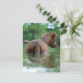 Carte Postale Chocolat Lab Pit Mix Chien Natation 4 (Debout devant)