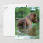 Carte Postale Chocolat Lab Pit Mix Chien Natation 4 (Devant / Derrière)