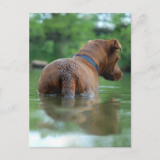 Carte Postale Chocolat Lab Pit Mix Chien Natation 4 (Devant)