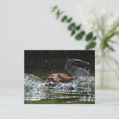 Carte Postale Chocolat Lab Pit Mix Chien Natation 5 (Debout devant)