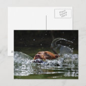 Carte Postale Chocolat Lab Pit Mix Chien Natation 5 (Devant / Derrière)
