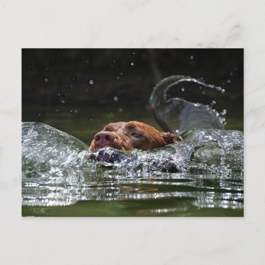 Carte Postale Chocolat Lab Pit Mix Chien Natation 5 (Devant)
