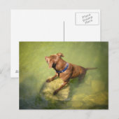 Carte Postale Chocolat Lab Pit Mix Chien Natation 6 (Devant / Derrière)