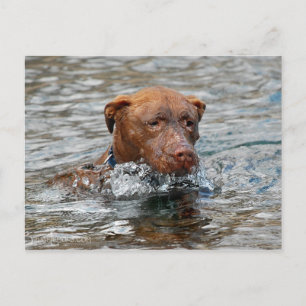 Carte Postale Chocolat Lab Pit Mix Chien Natation 7