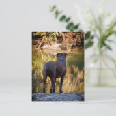 Carte Postale Chocolat Lab Pit Mix Chien Serene (Debout devant)